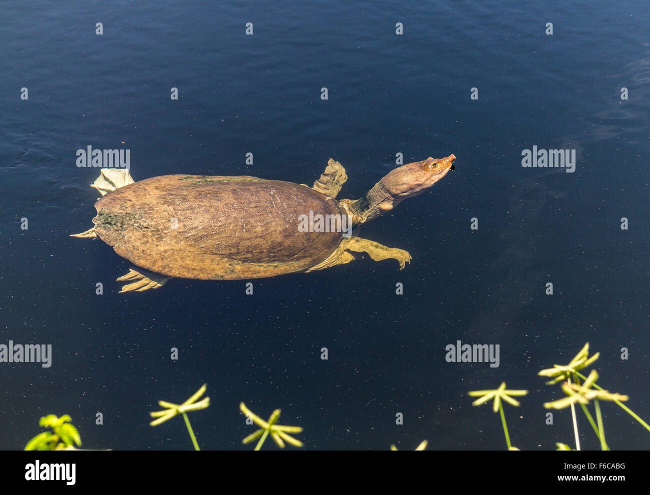 Une tortue dans l'eau des Everglades, en Floride, Banque D'Images