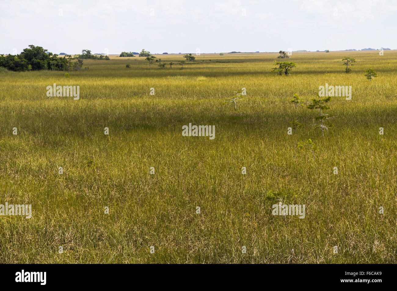 Paysage de marais Everglades dans Banque D'Images