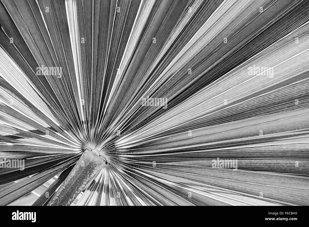 Gros plan sur une texture de la feuille de palmier tropical en noir et blanc Banque D'Images