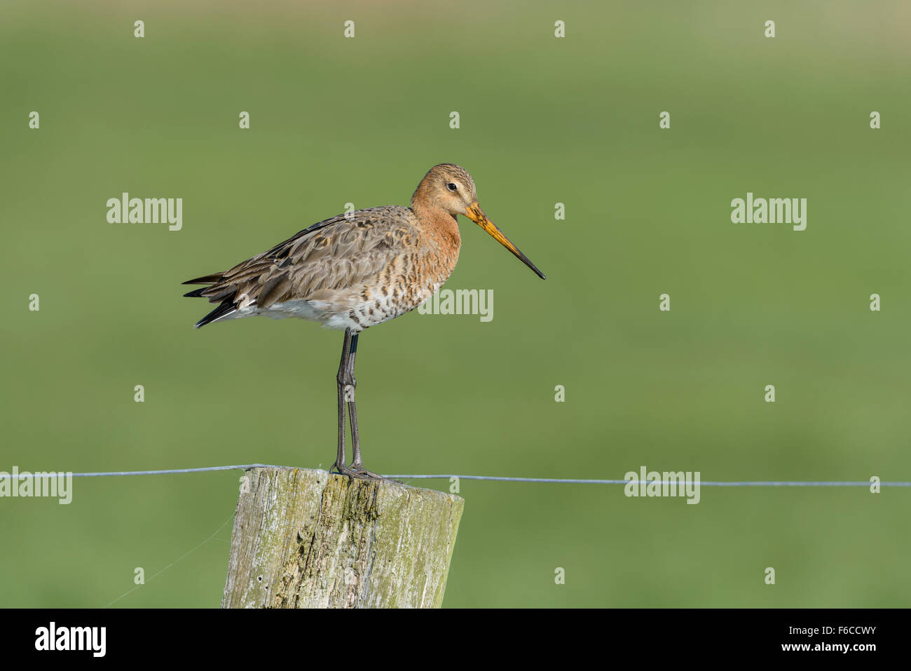 Uferschnepfe, Limosa limosa, barge à queue noire Banque D'Images