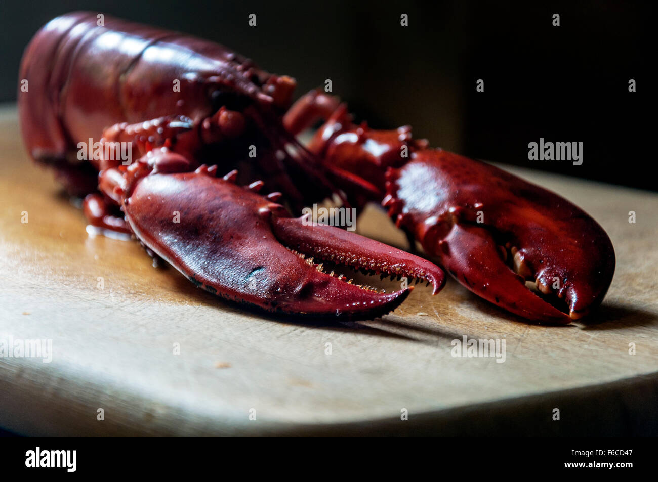 Pinces de homard cuit Océan Atlantique Nord se concentrer sur griffes Banque D'Images