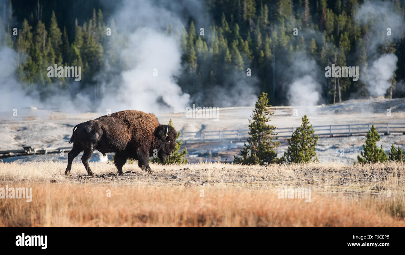 Un Bison Bull, marche le Old Faithful Geyser basin, dans le Parc National de Yellowstone. Banque D'Images