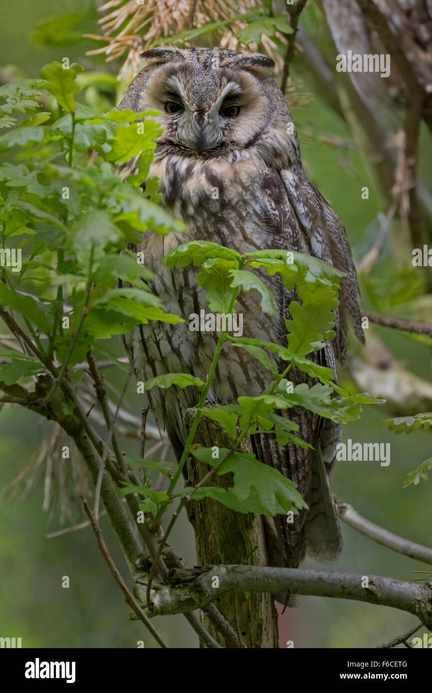 Chouette hulotte assis sur une branche / Strix Aluco enr. Banque D'Images