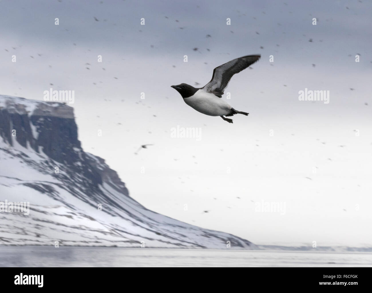 Falaises d'oiseaux Alkefjellet, habitées par des Guillemots de Brünnich Guillemot de Brünnich ou, Hinlopenstretet, Spitsbergen Island Banque D'Images