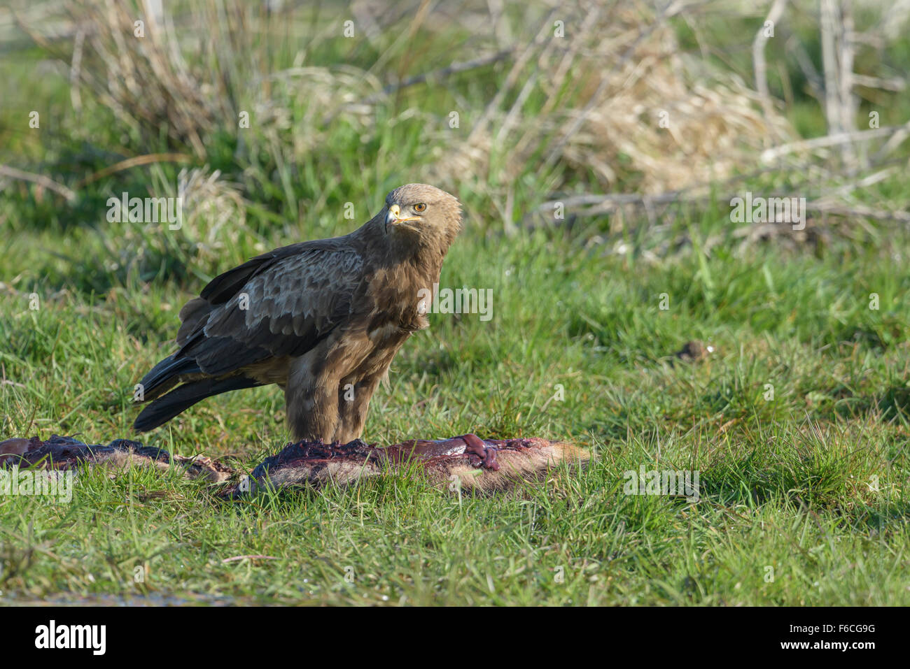 Maennlicher Schreiadler, Aquila pomarina, homme aigle pomarin Banque D'Images