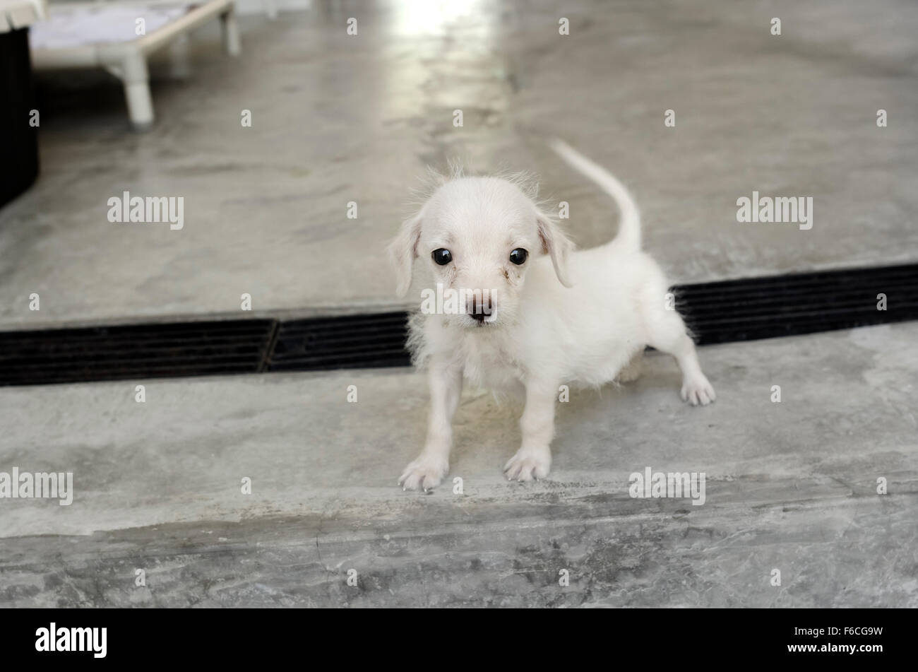 Refuge chien est mignon chien dans un refuge pour animaux poussant son nez dans la clôture en se demandant qui va le ramener chez lui. Banque D'Images