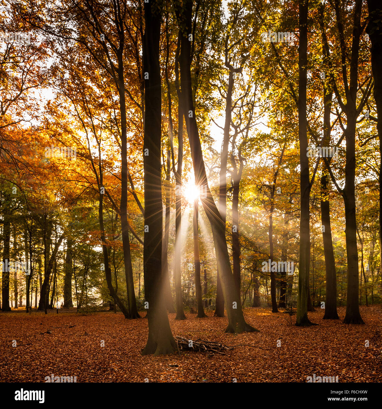 Belgique, Anvers, parc middelheim en automne - automne Banque D'Images