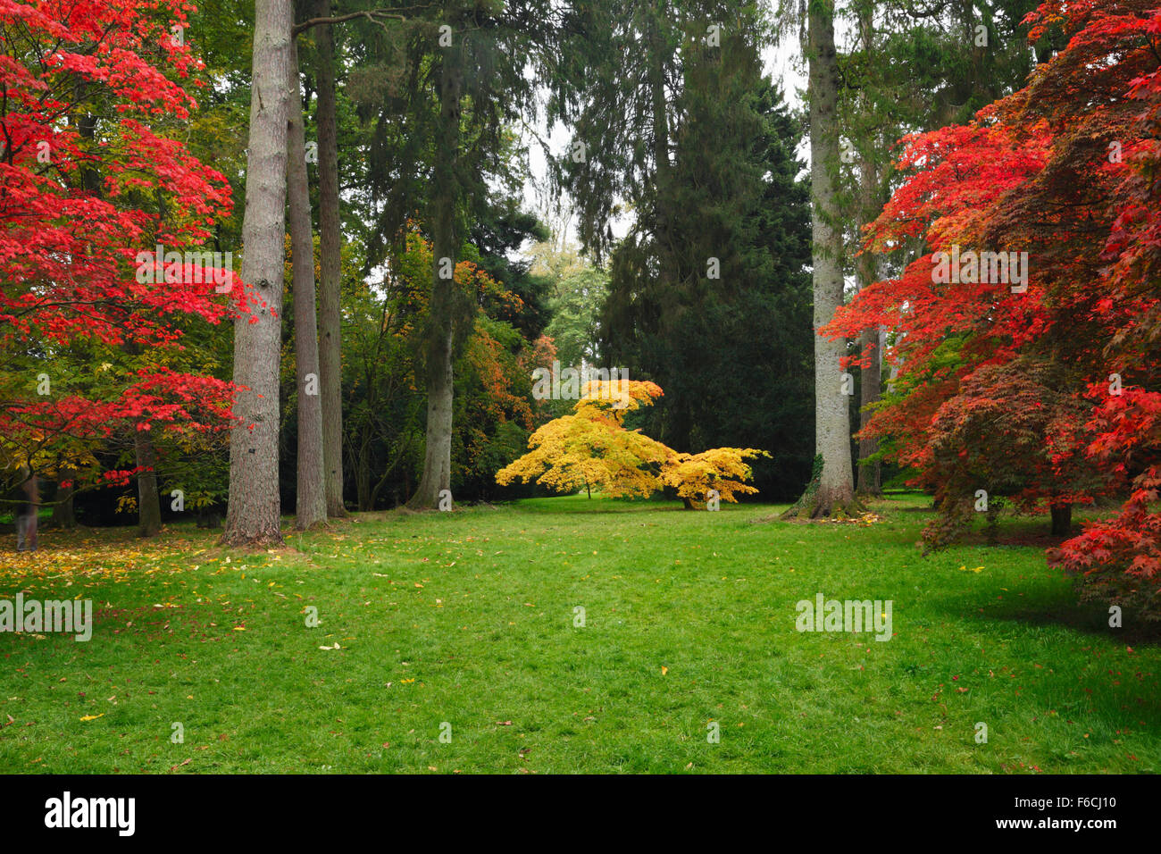La Clairière Acer à Westonbirt Arboretum, automne. Le Gloucestershire. L'Angleterre. UK. Banque D'Images