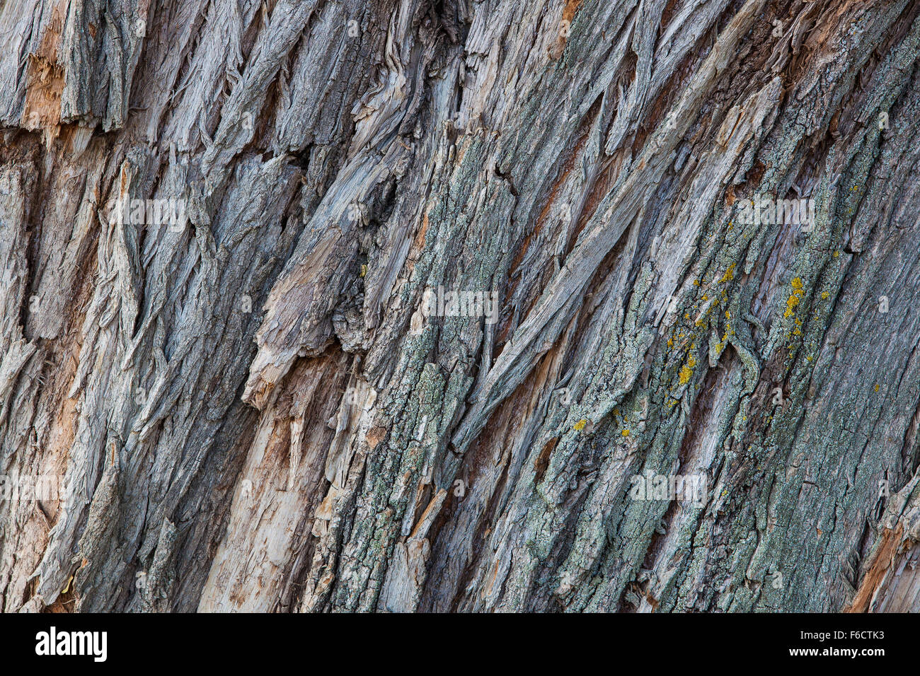 La texture de l'écorce de bois ou d'arrière-plan. Banque D'Images