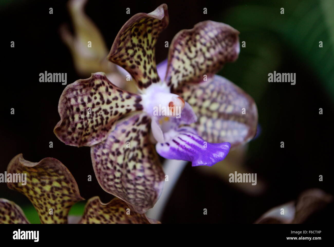 Repéré exotiques orchidée fleur dans Singapore National Orchid Garden. Banque D'Images