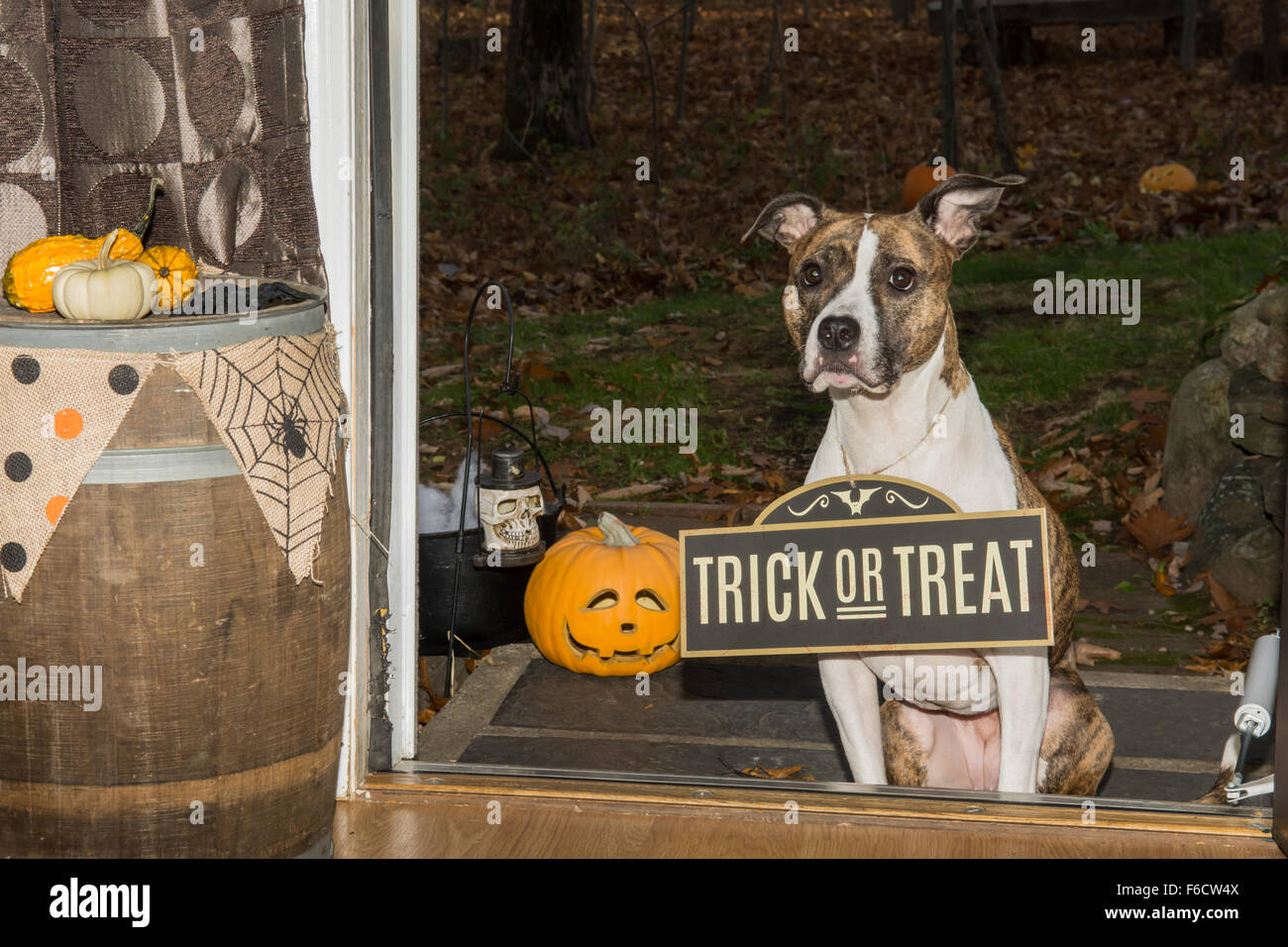 Trick or Treat...l'odeur de mes pieds Banque D'Images