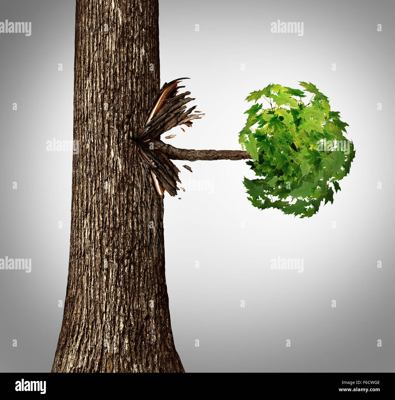 Ramification concept comme un mouvement latéral comme métaphore d'un tronc d'arbre avec une branche de côté et laisse éclater de horizontaly Banque D'Images