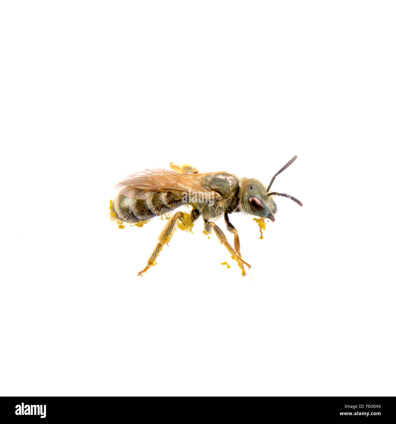 Insecte noir à rayures jaune isolé sur fond blanc Banque D'Images