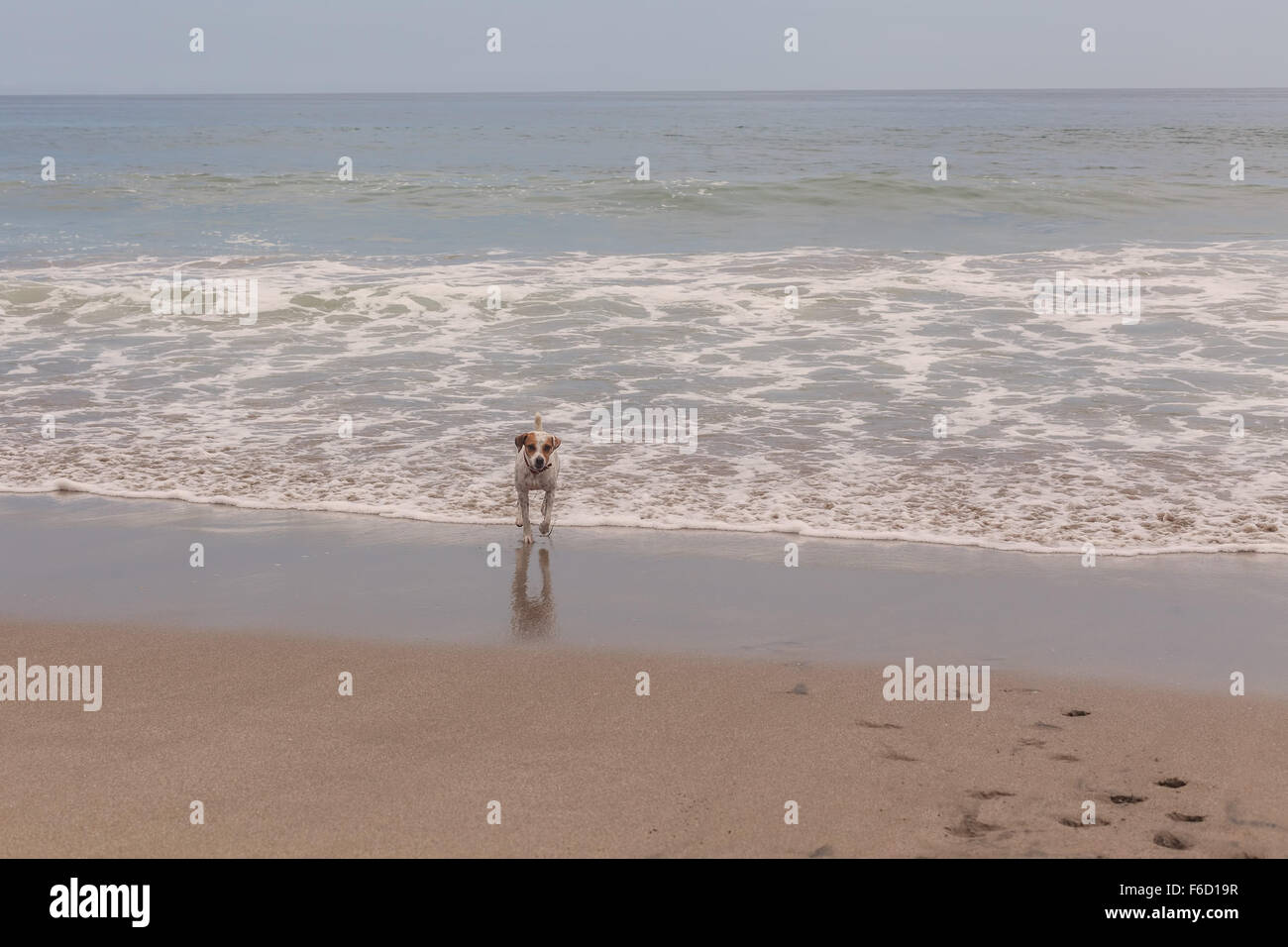 Jack Russell Terrier jouant avec les vagues de l'Océan Pacifique Banque D'Images