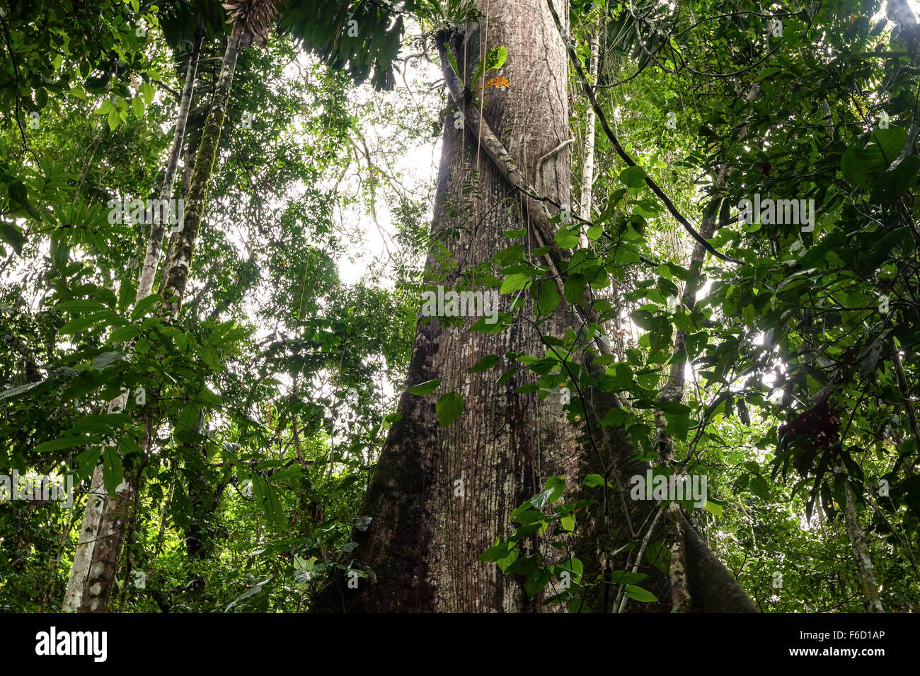 Ceiba est le nom d'un genre de nombreuses espèces de grands arbres trouvés dans les régions tropicales, en Amérique du Sud Banque D'Images