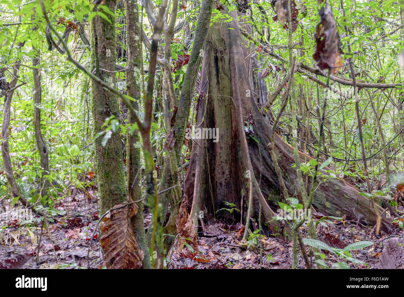 Ceiba Pentandra est un arbre tropical, le Kapok est le plus utilisé Nom commun pour l'arbre et peut aussi se référer à l'instar du coton Fluff Banque D'Images