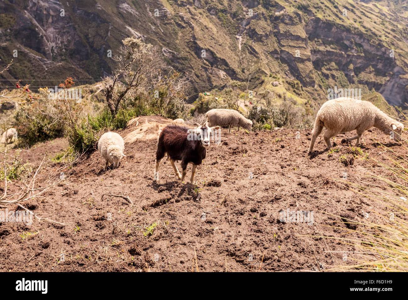 Moutons blancs et un noir dans le pâturage des chèvres Andes, l'Amérique du Sud Banque D'Images