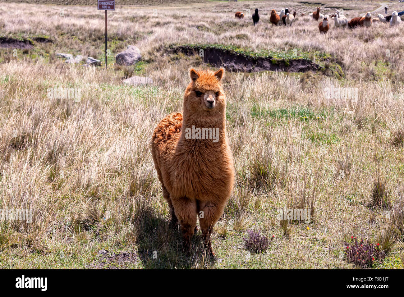 Petit troupeau de lamas le pâturage dans le Parc National de Chimborazo, Amérique du Sud Photo