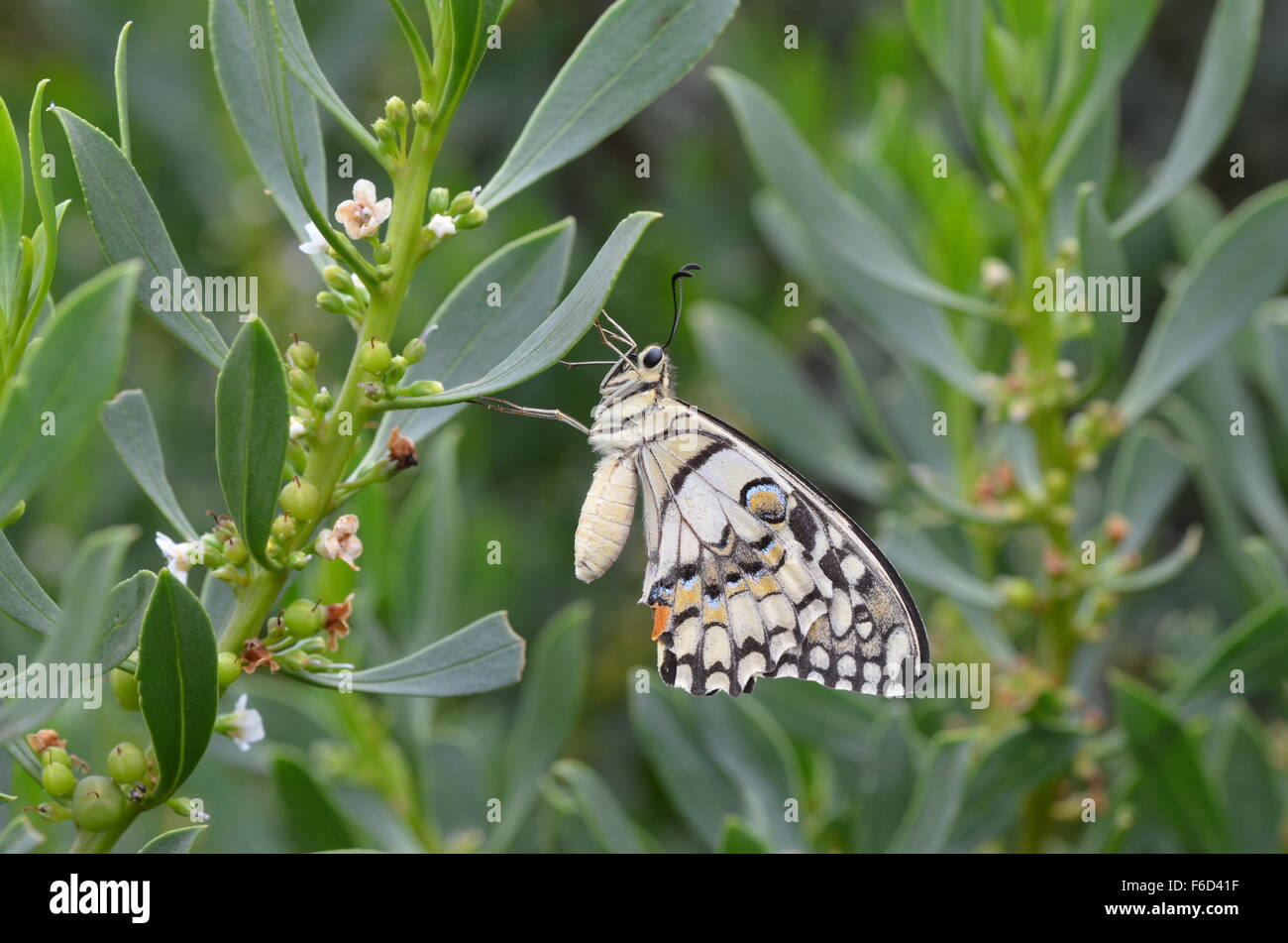 Noir et blanc, beige butterfly on leaf Banque D'Images
