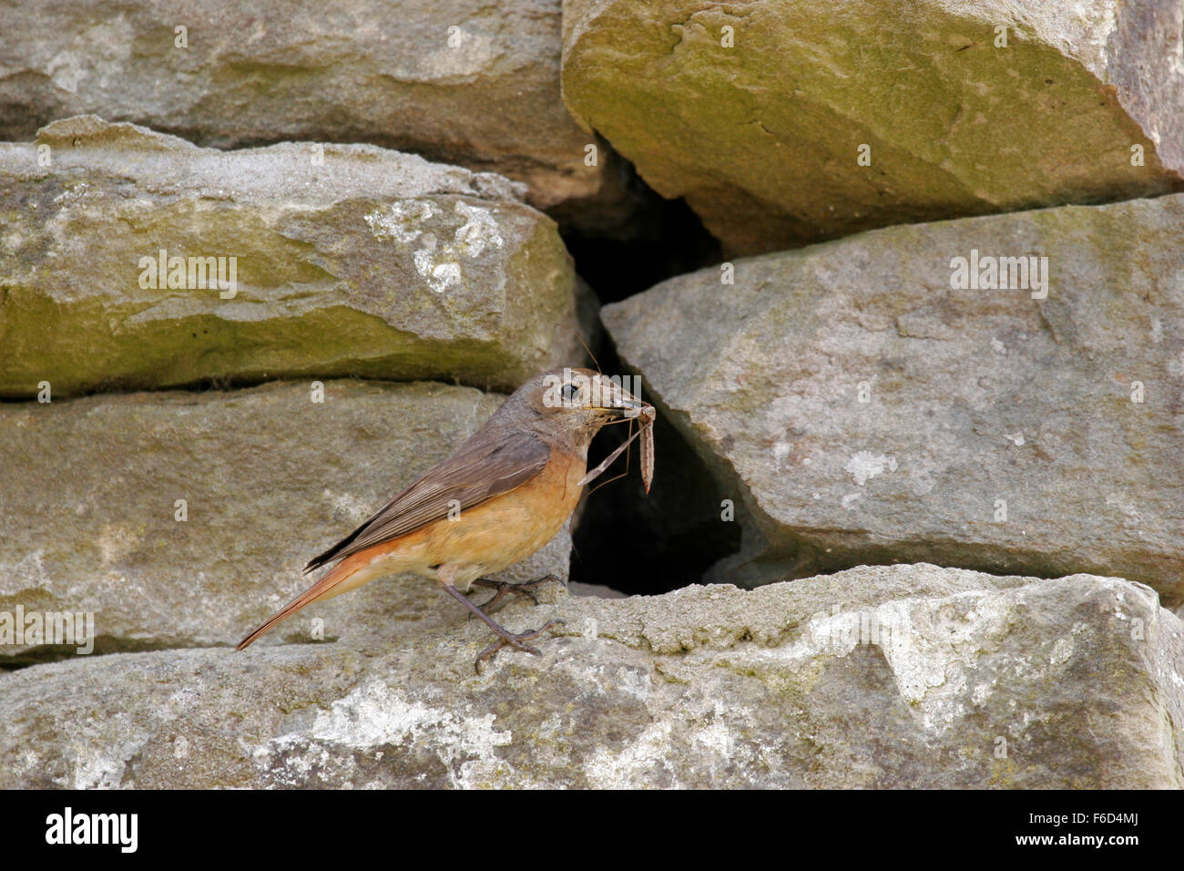 Paruline flamboyante femelle avec de la nourriture au nid. Banque D'Images