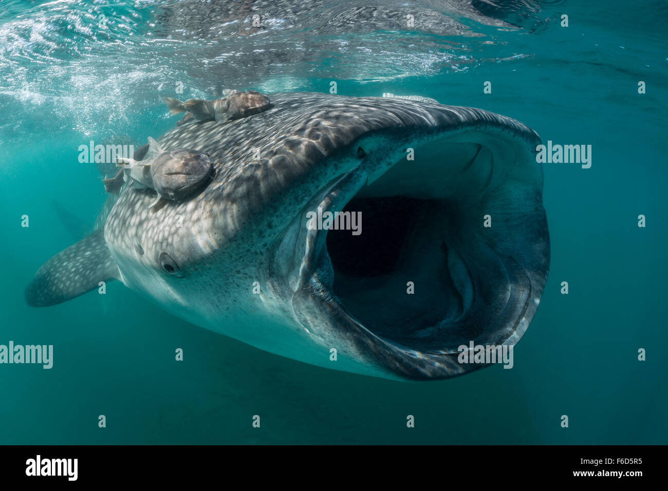 Requin-baleine se nourrit de plancton, Rhincodon typus, La Paz, Baja California Sur, Mexique Banque D'Images