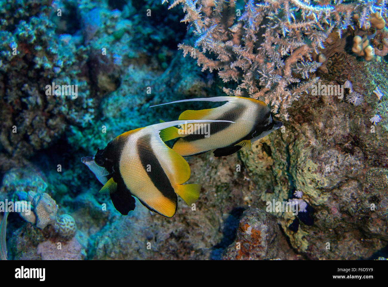 Heniochus intermedius, Red Sea bannerfish, Chaetodontidae, Sharm el Sheikh, Mer Rouge, Egypte Banque D'Images
