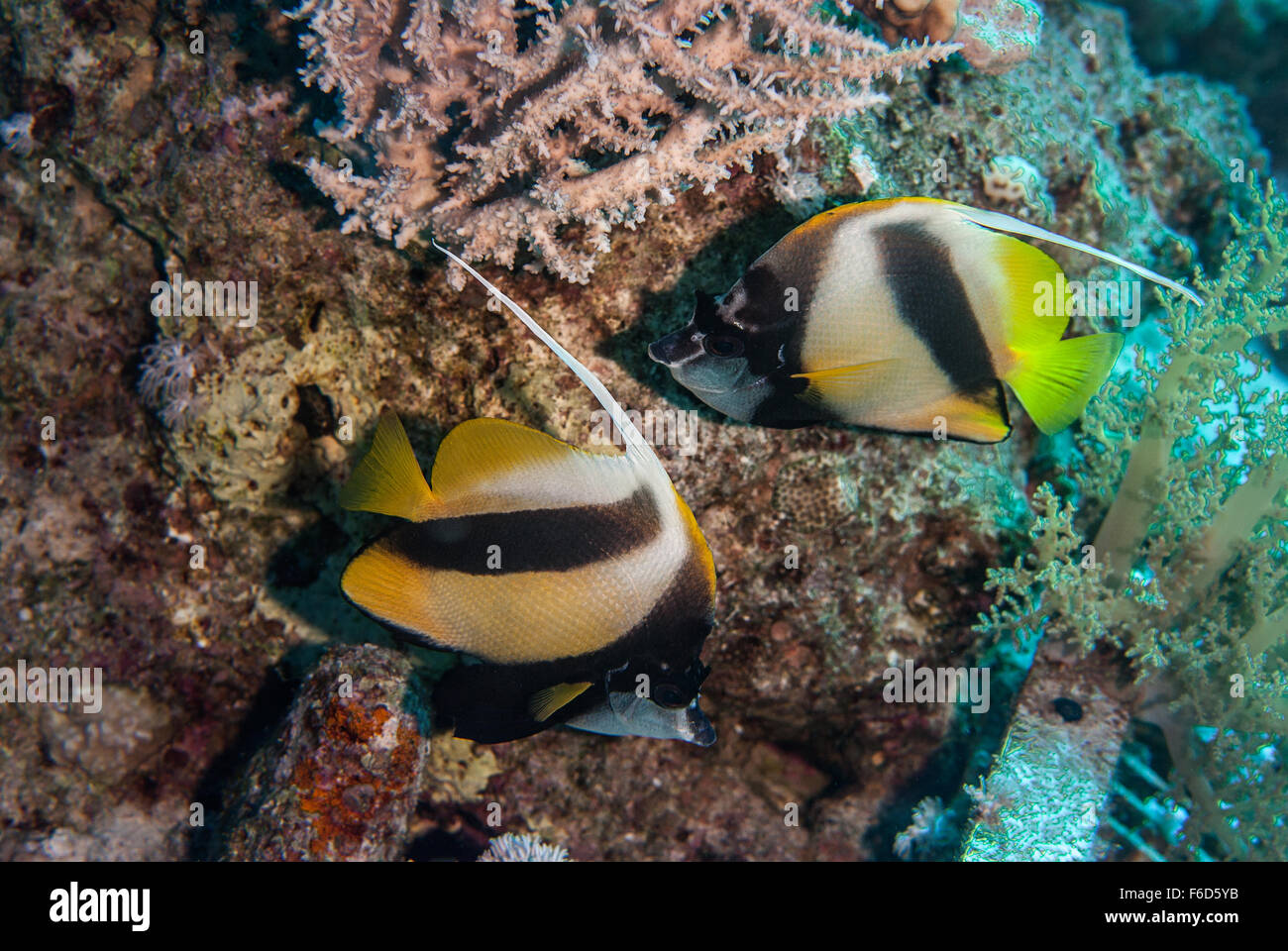 Heniochus intermedius, Red Sea bannerfish, Chaetodontidae, Sharm el Sheikh, Mer Rouge, Egypte Banque D'Images
