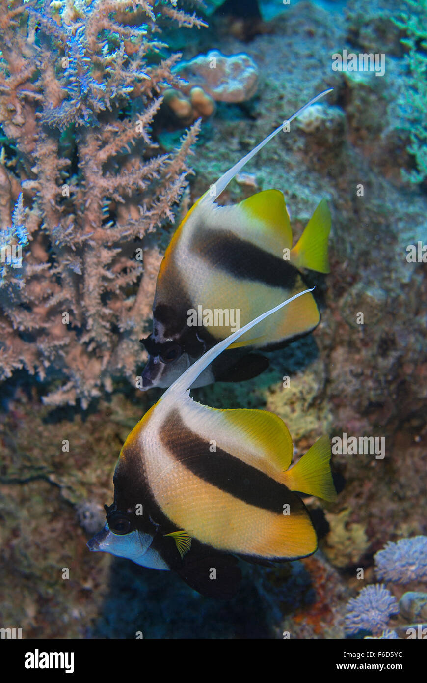 Heniochus intermedius, Red Sea bannerfish, Chaetodontidae, Sharm el Sheikh, Mer Rouge, Egypte Banque D'Images