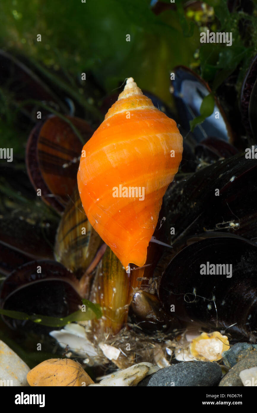 Purpurschnecke Banque de photographies et d’images à haute résolution