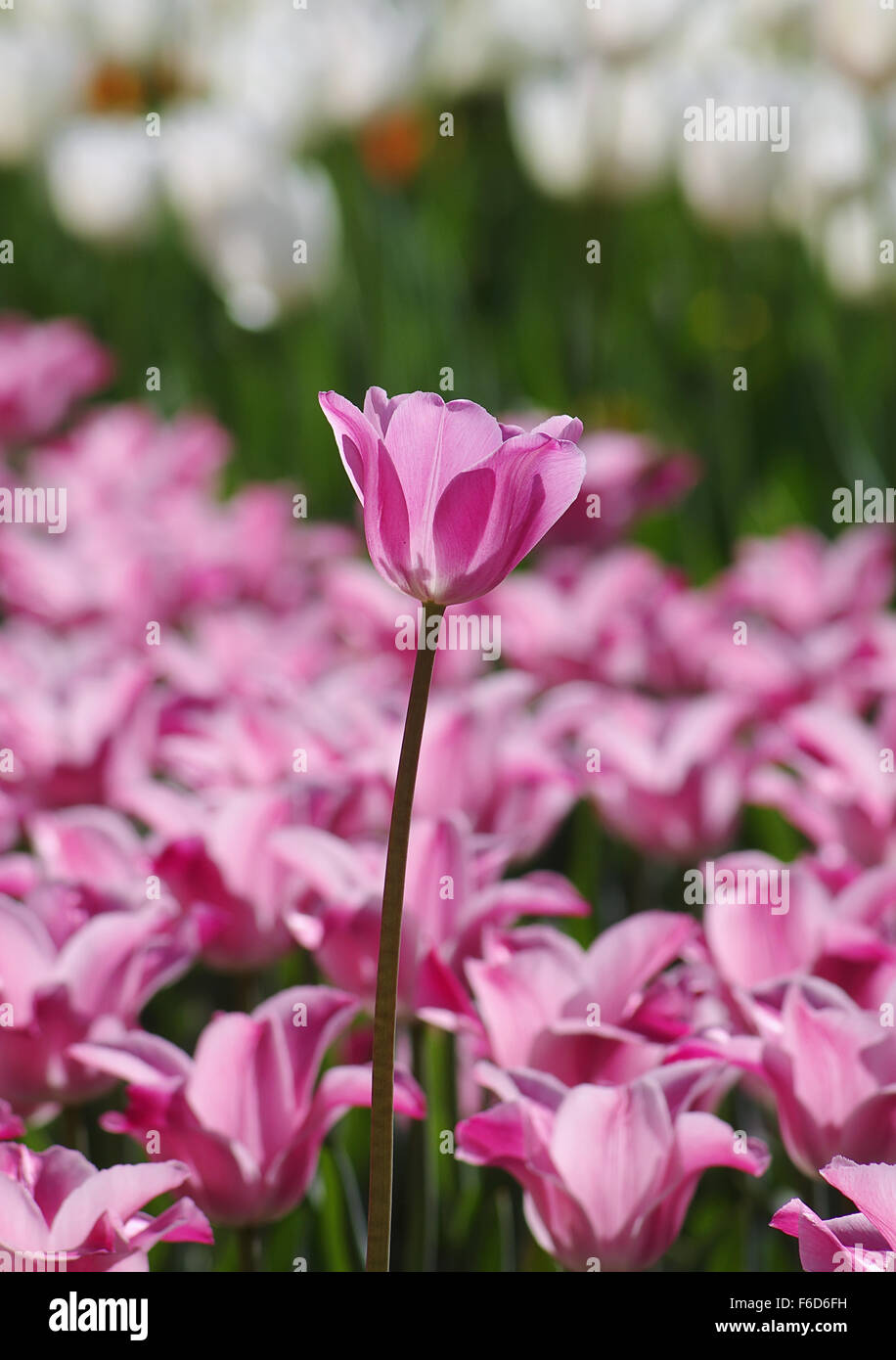 Tulipe rose domine le parterre de couleurs solides. Banque D'Images