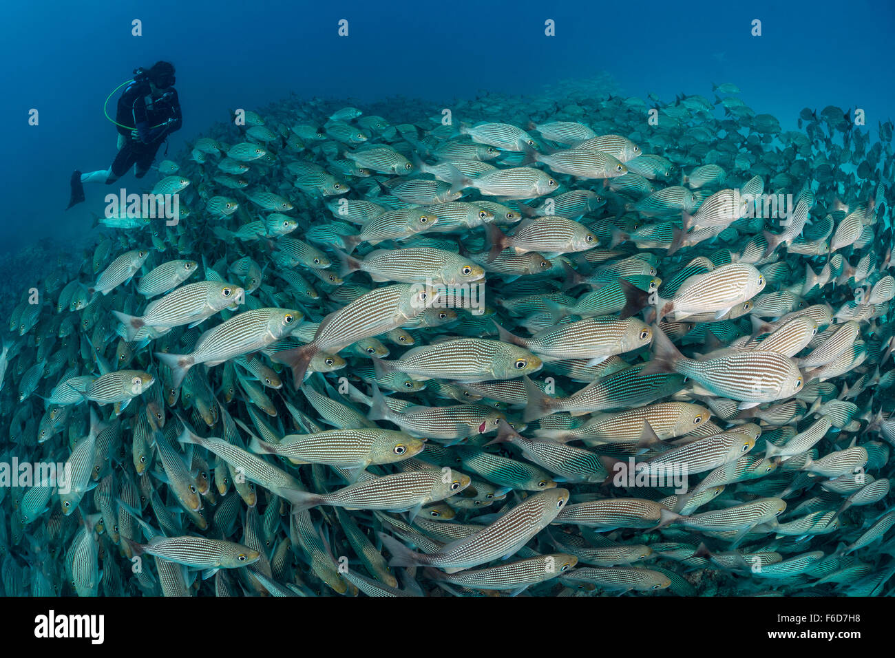 Plongée sous marine sur la scolarisation baveux des grognements, Johnrandallia nigrirostris, La Paz, Baja California Sur, Mexique Banque D'Images