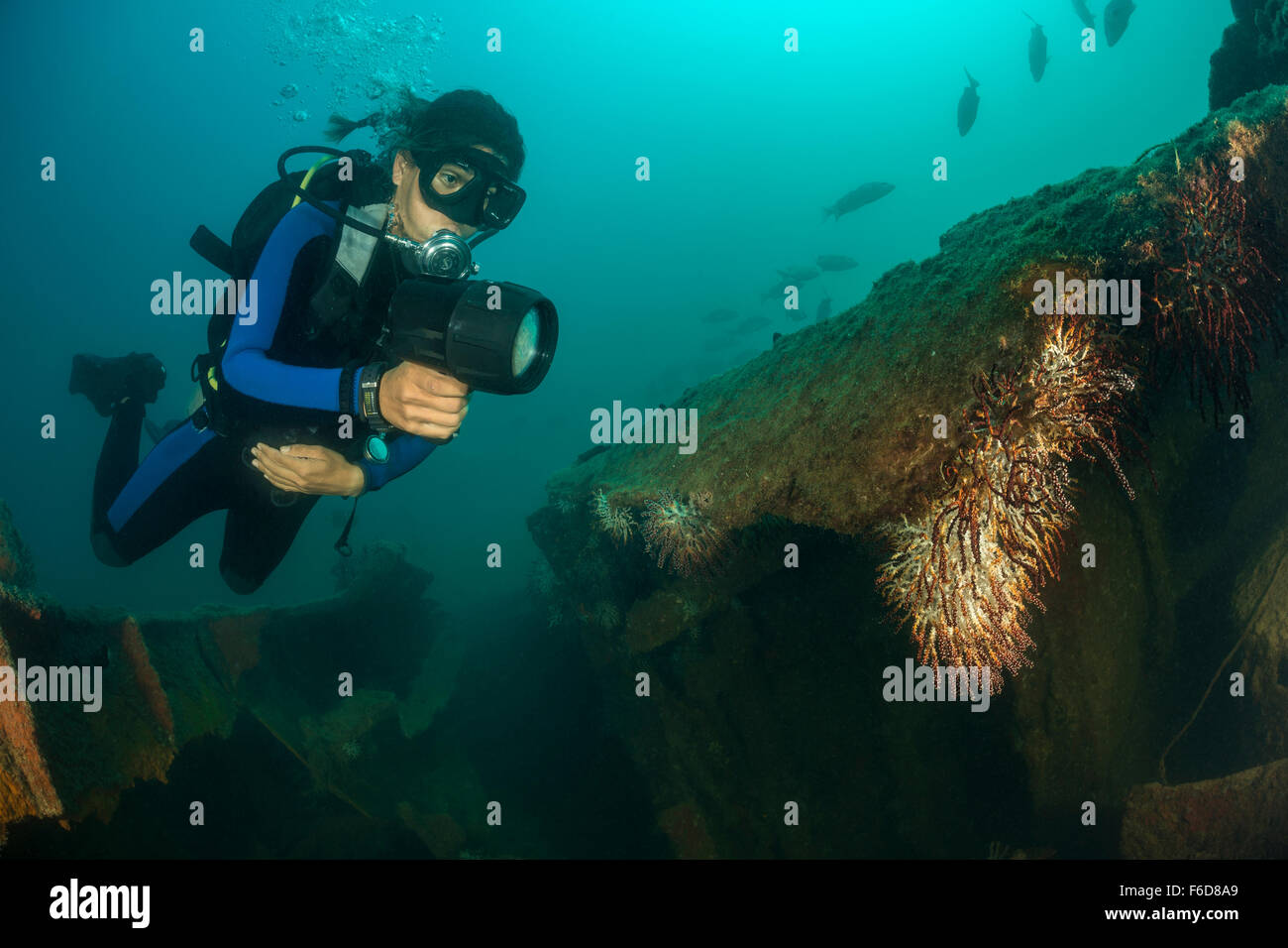 Scuba Diver à Salvatierra épave, La Paz, Baja California Sur, Mexique Banque D'Images