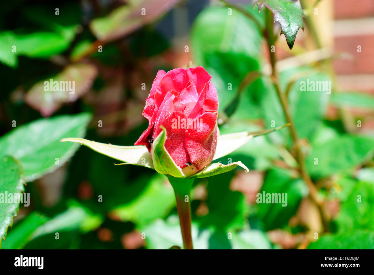 ROSE ROUGE Banque D'Images