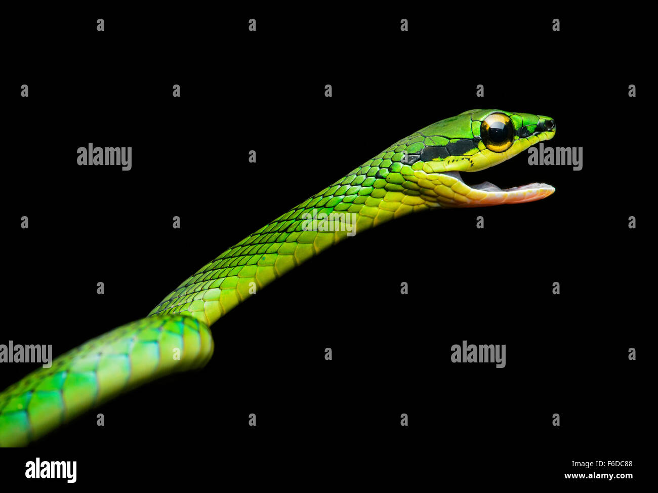 Faire face de serpent de vigne (Oxybelis brevirostris), (famille des Colubridae), Chocó rainforest, Équateur Banque D'Images