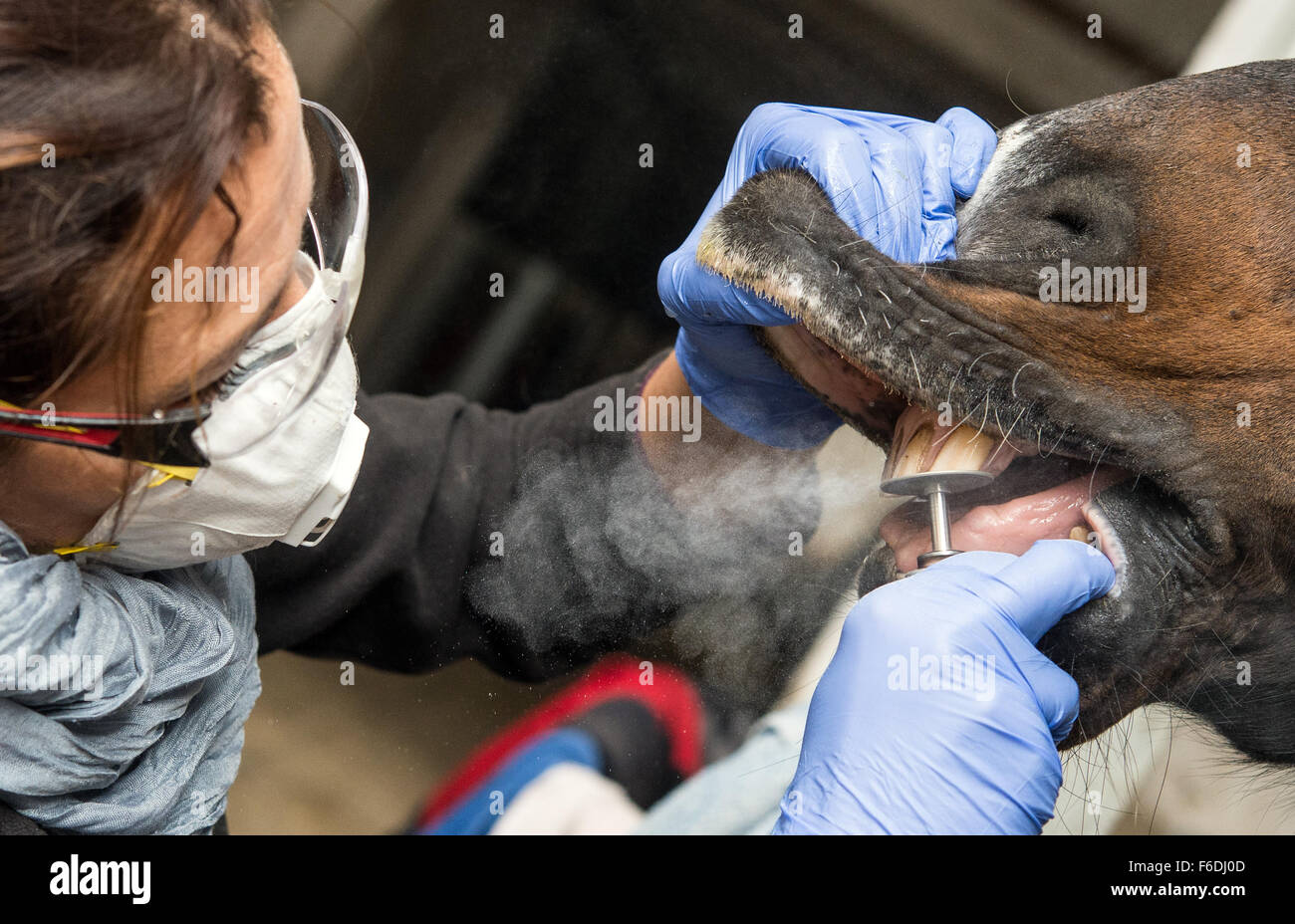Vétérinaire et dentiste equin Nicole Herde-Jaeckel traite l'Guinness (race Irish Tinker) sur une ferme équestre à Hohenwalde près de Francfort (Oder) (Brandebourg), Allemagne, 12 novembre 2015. Photo : Patrick Pleul/dpa Banque D'Images