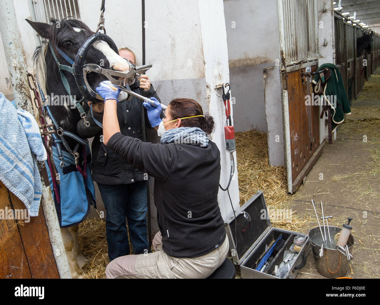 Vétérinaire et dentiste equin Nicole Herde-Jaeckel traite l'Guinness (race Irish Tinker) sur une ferme équestre à Hohenwalde près de Francfort (Oder) (Brandebourg), Allemagne, 12 novembre 2015. Photo : Patrick Pleul/dpa Banque D'Images