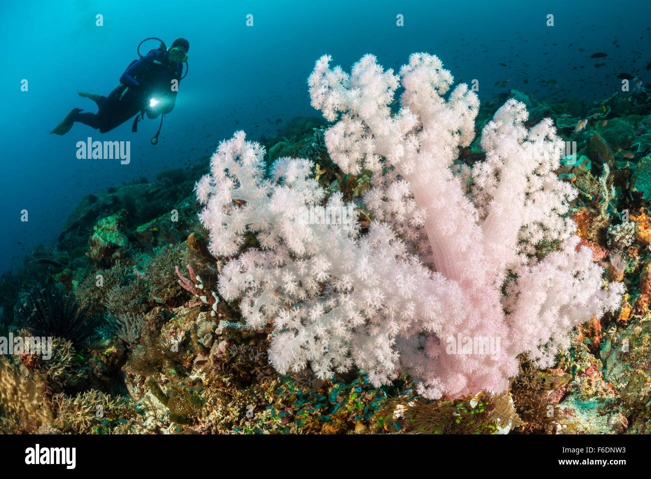 Soft Coral et scuba diver, Dendronepthya sp., Alor, Indonésie Banque D'Images