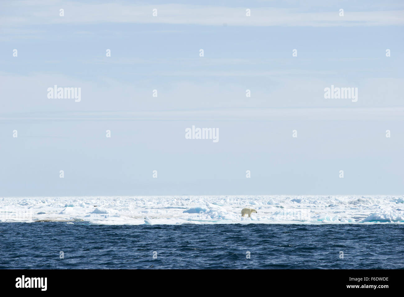 L'ours polaire sur la glace de mer. L'Est du Groenland, 2015 Banque D'Images
