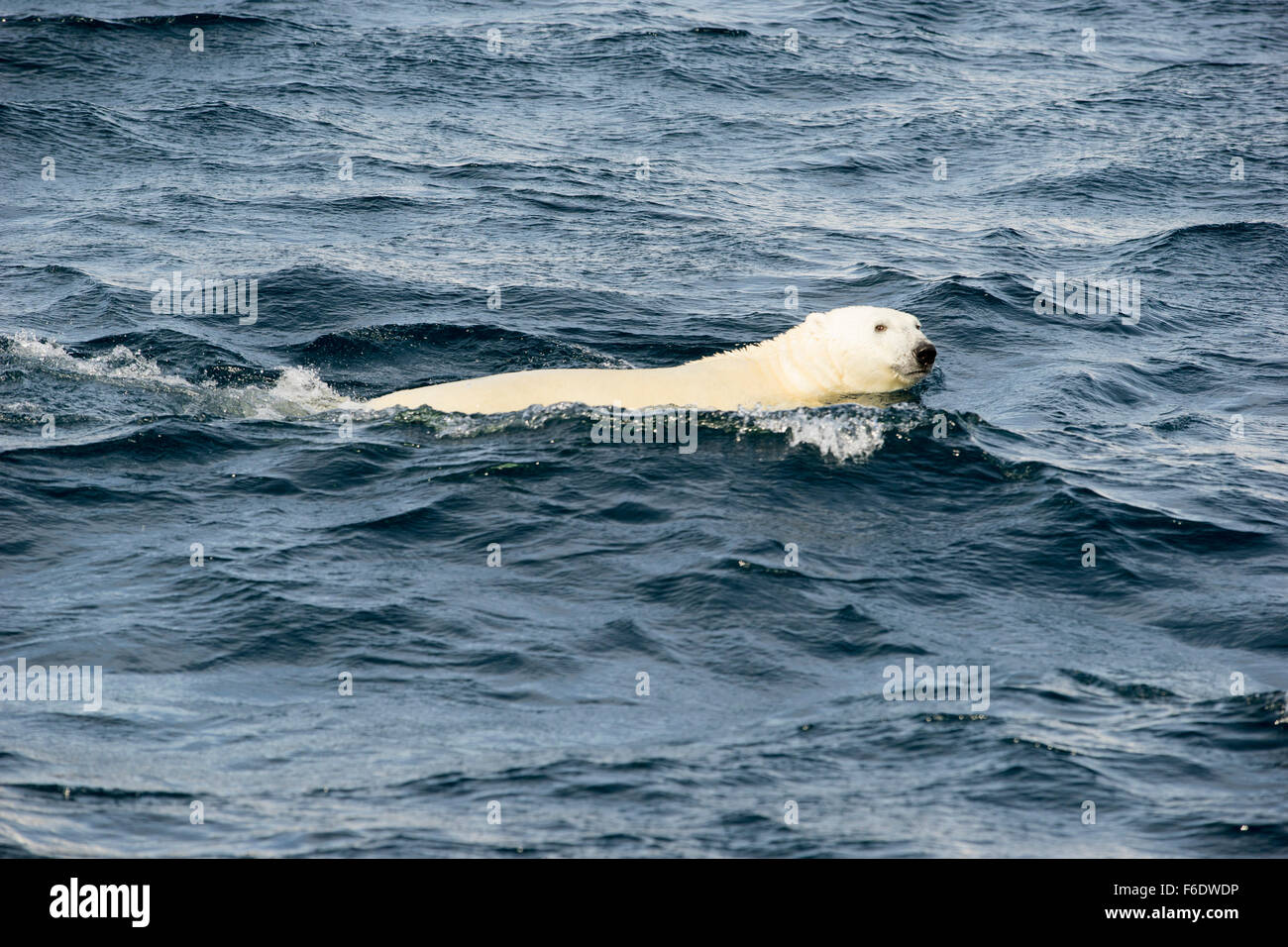 L'ours polaire, l'Est du Groenland, en 2015. Banque D'Images