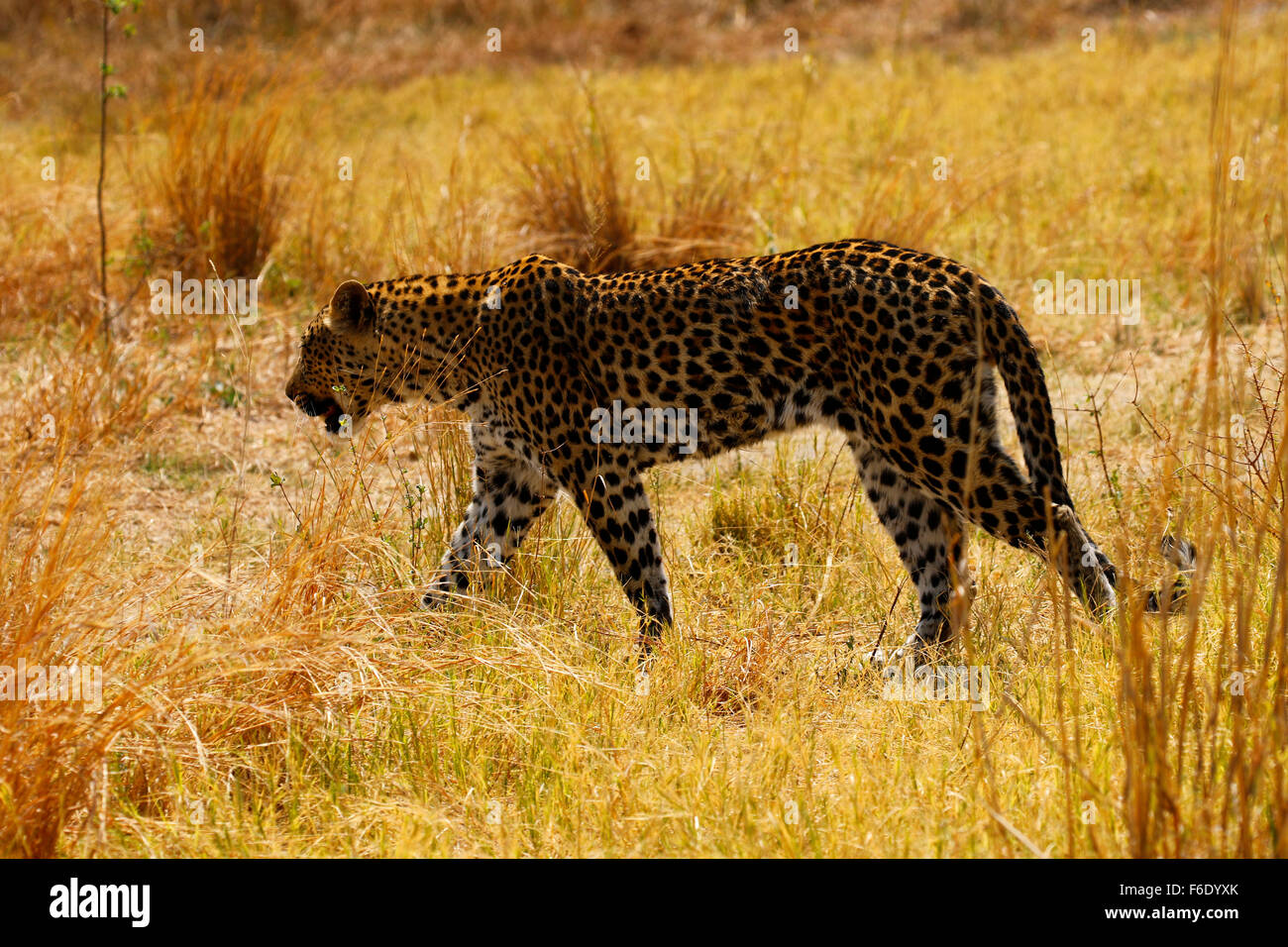 Leopard africaine au frais dans l'ombre par une chaude journée de l'Afrique, étendue Banque D'Images