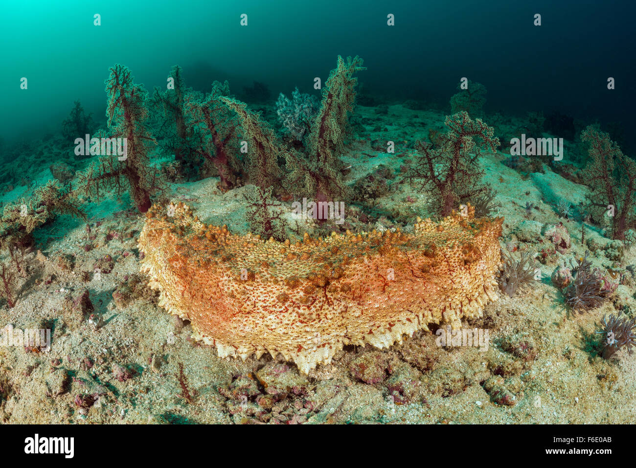 Concombre de mer géant, Thelenota anax, Komodo, Indonésie Banque D'Images