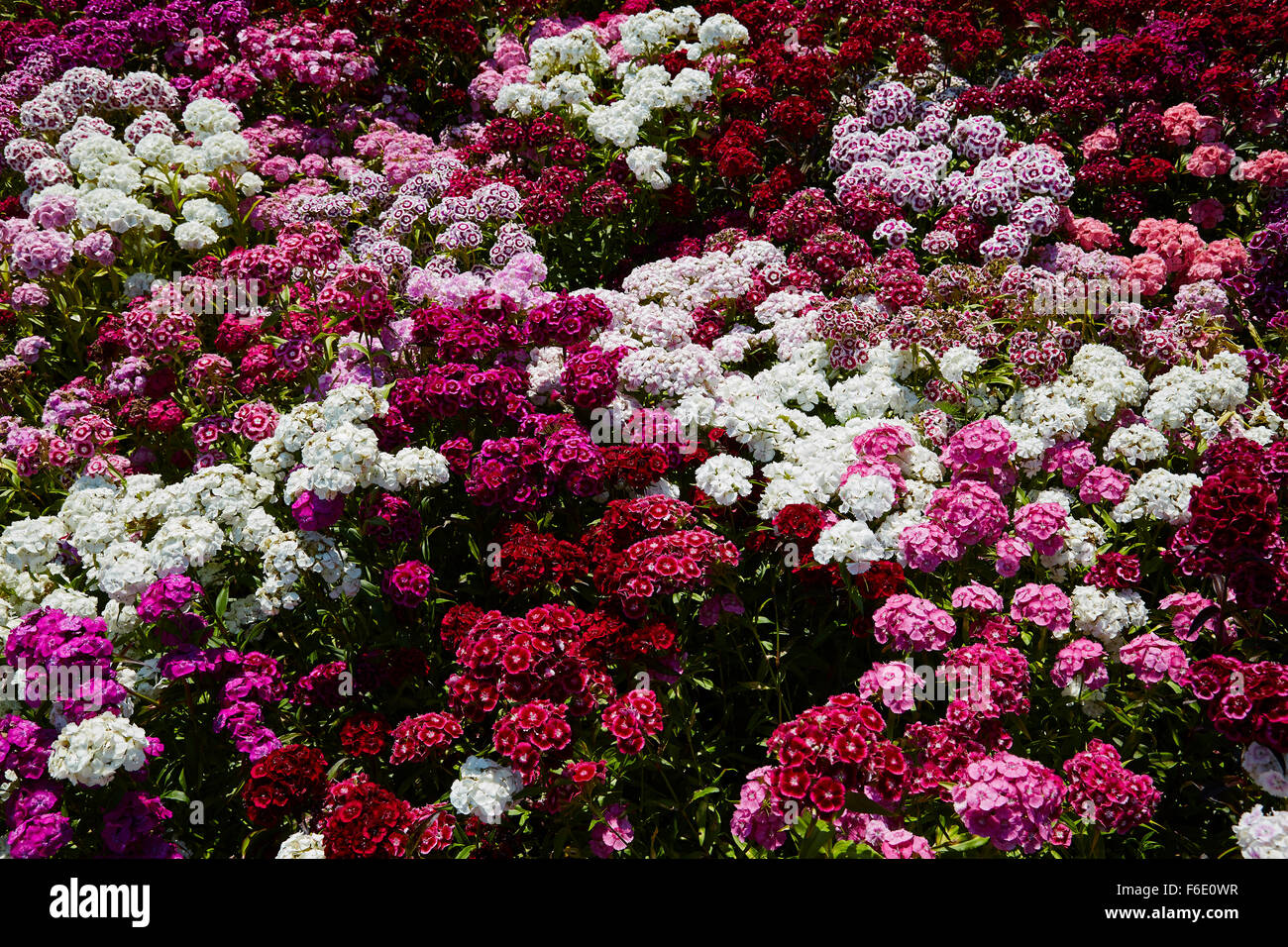 Dianthus, connu sous le nom de Sweet William dans une masse. Banque D'Images