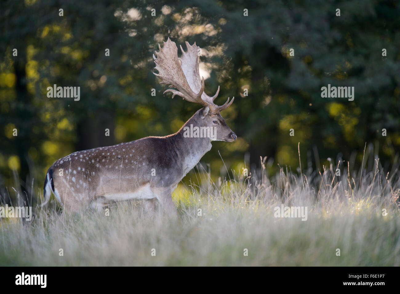 Le daim (Dama dama), buck en forêt prairie, rétro-éclairage, la Nouvelle-Zélande, le Danemark Banque D'Images