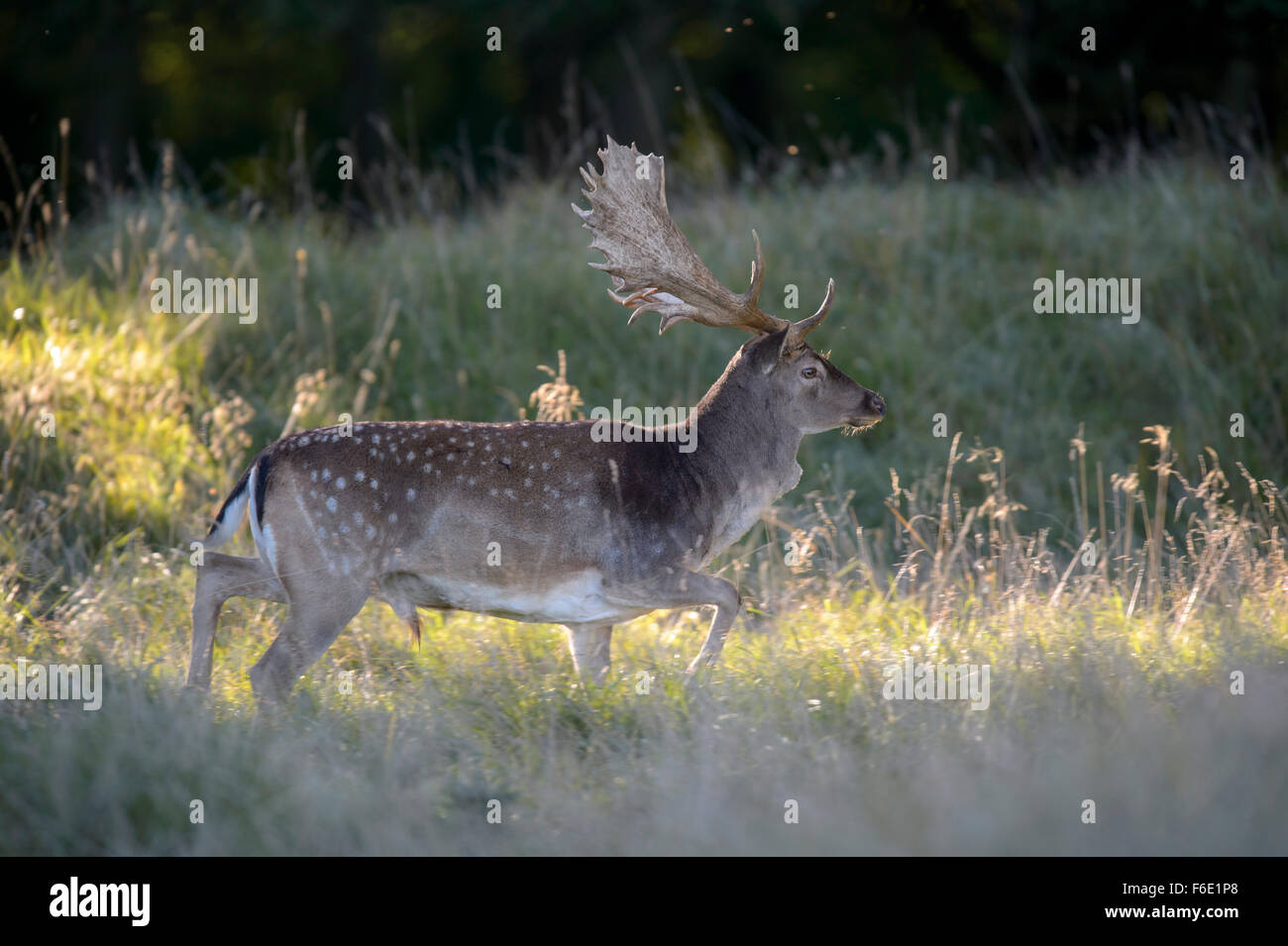 Le daim (Dama dama), buck en forêt prairie, rétro-éclairage, la Nouvelle-Zélande, le Danemark Banque D'Images