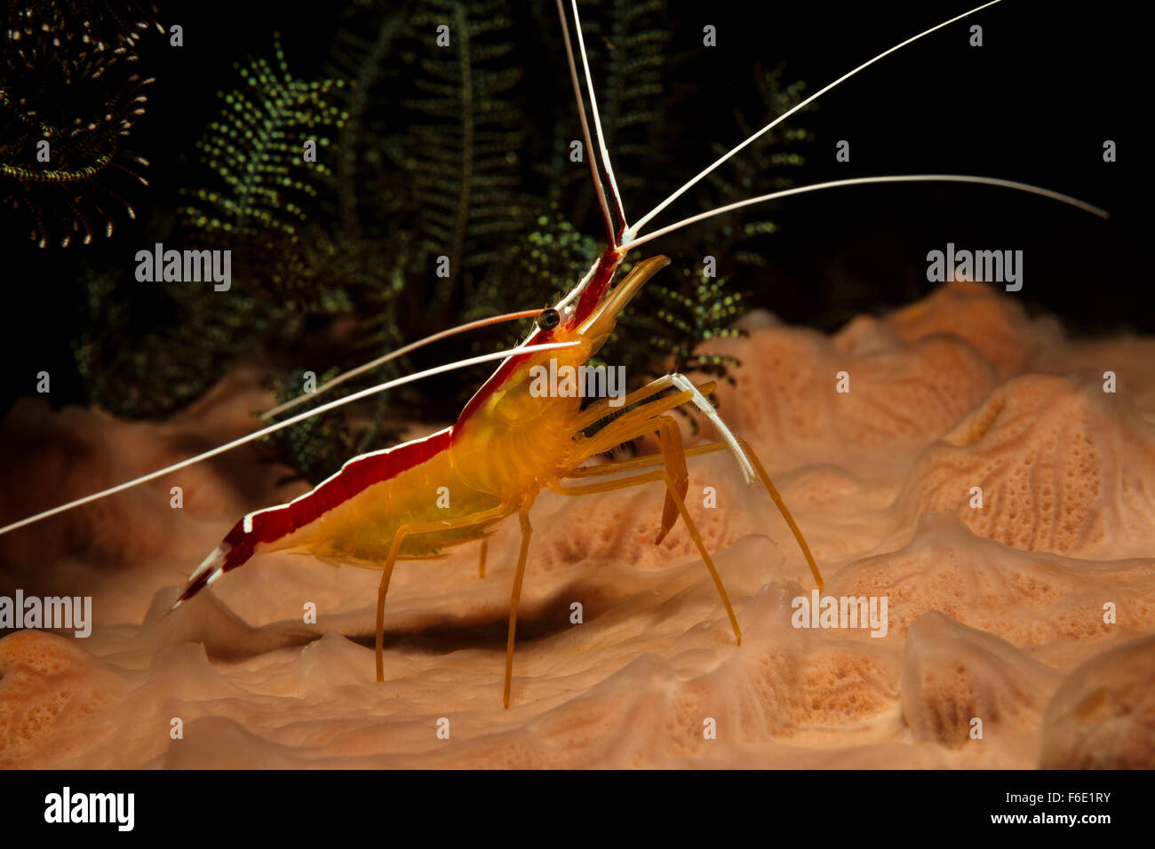 À bandes blanches, crevettes Lysmata amboinensis nettoyant, Komodo, Indonésie Banque D'Images