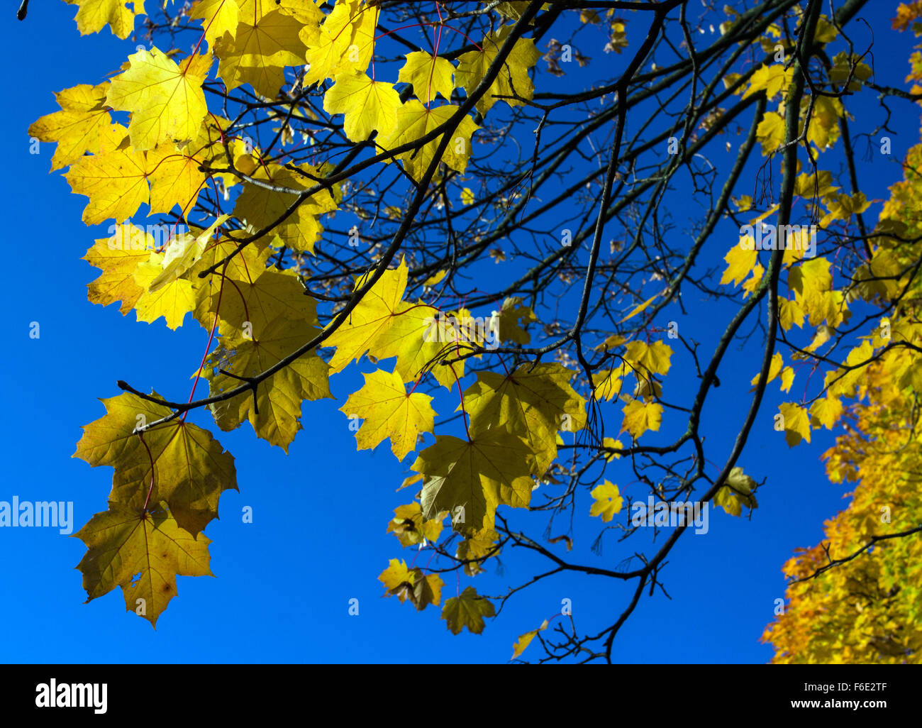 Feuilles à l'automne écossais de ciel bleu Banque D'Images