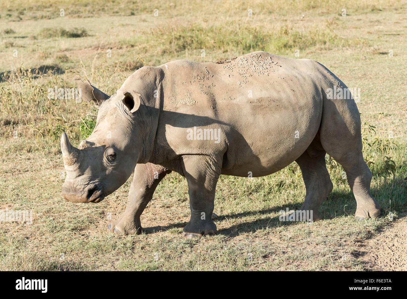 Le rhinocéros blanc (Ceratotherium simum), Parc national du lac Nakuru, Kenya Banque D'Images