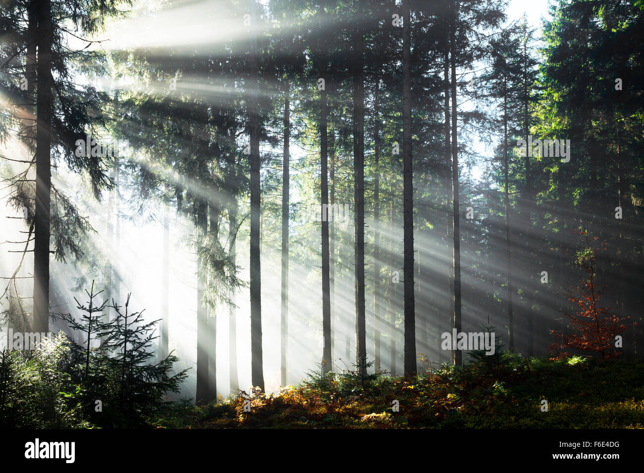 Rayons de soleil brillant à travers les arbres dans le brouillard, Epicéa (Picea sp.) forêt, automne, Hinterzarten, Forêt Noire, Bade-Wurtemberg Banque D'Images