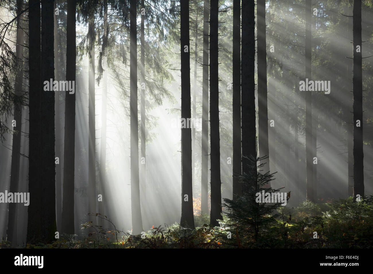 Rayons de soleil brillant à travers les arbres dans le brouillard, Epicéa (Picea sp.) forêt, automne, Hinterzarten, Forêt Noire, Bade-Wurtemberg Banque D'Images