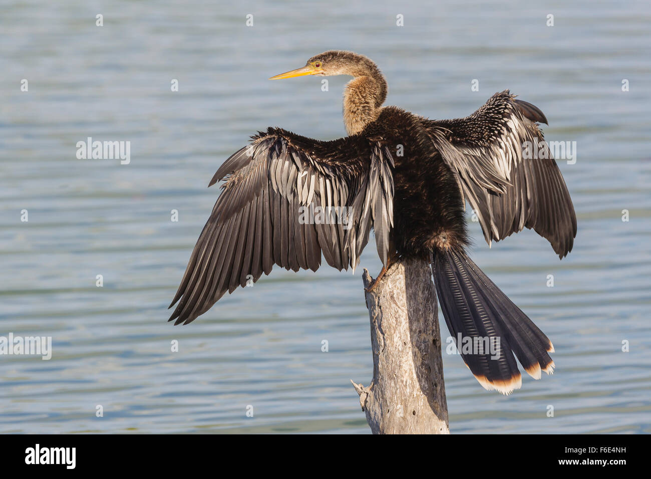 Anhinga (Anhinga anhinga) sécher ses ailes, en Floride, Everglades, USA Banque D'Images